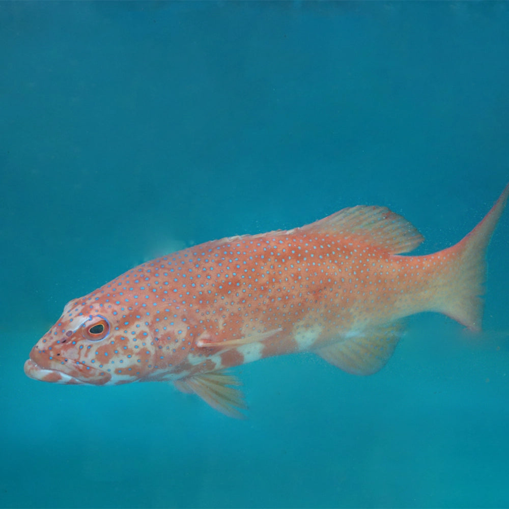 Coral Trout 东星斑