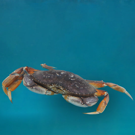 Dungeness Crab 珍宝蟹活