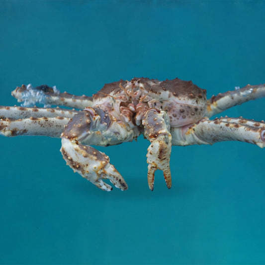 Alaskan King Crab 阿拉斯加帝王蟹