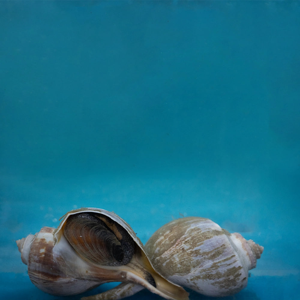 American Conch 美国海螺
