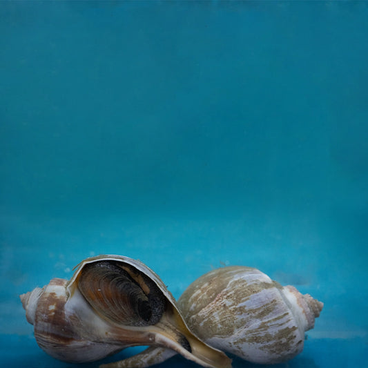 American Conch 美国海螺