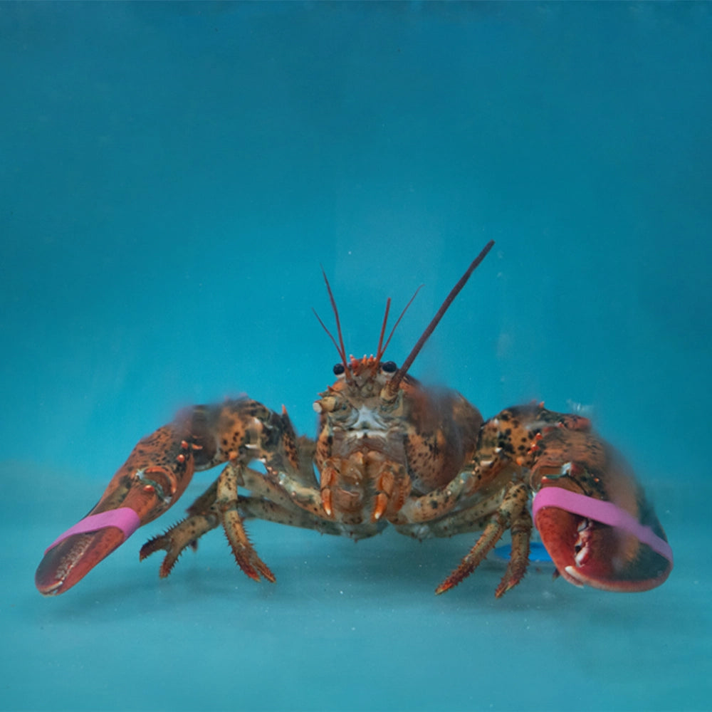 Boston Lobster 波士顿龙虾