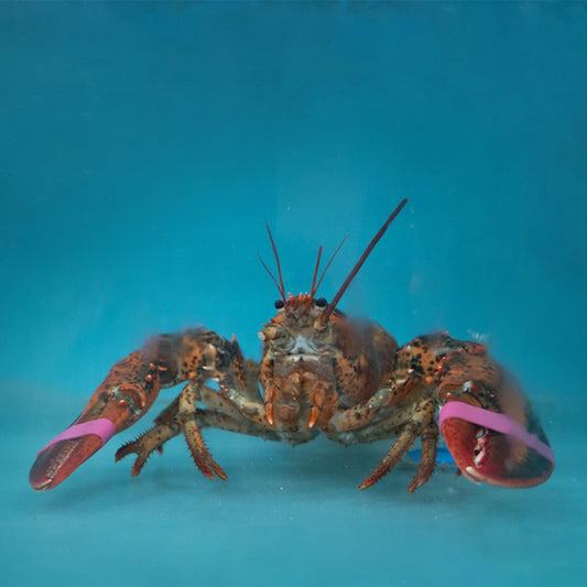 Boston Lobster 波士顿龙虾