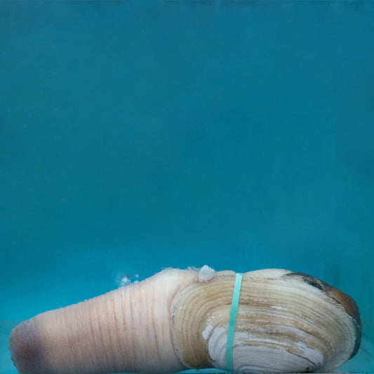 Canada Geoduck 象拔蚌