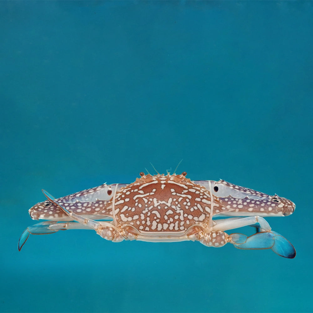 Flower Crab 花蟹
