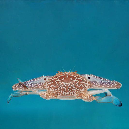 Flower Crab 花蟹