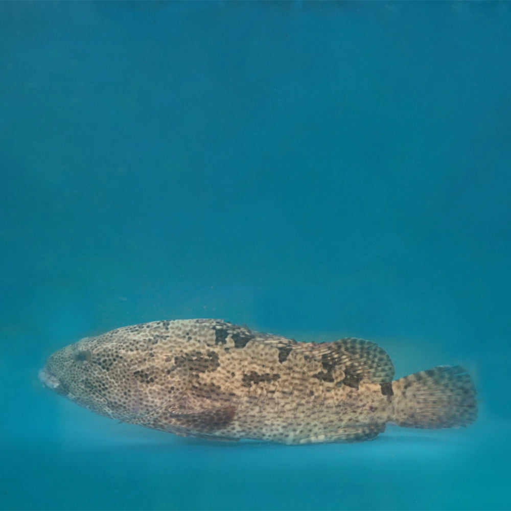 Hybrid Grouper 龙虎斑