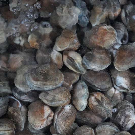 Manila Clam 石贝