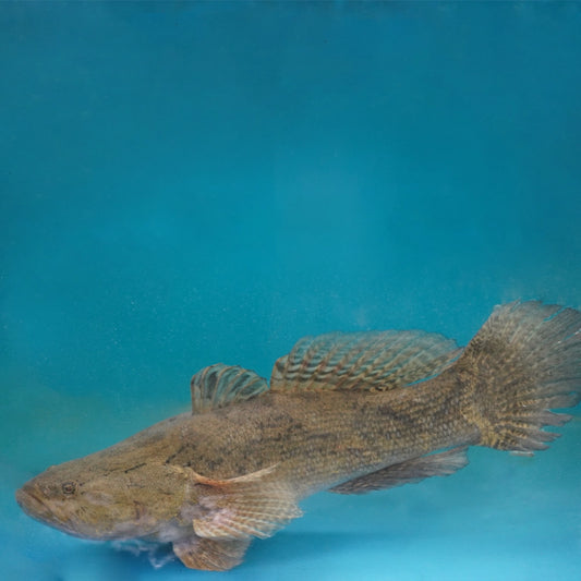 Marble Goby (Soon Hock) 笋壳鱼
