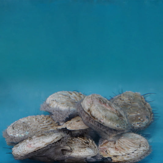 South African Abalone 南非鲍鱼