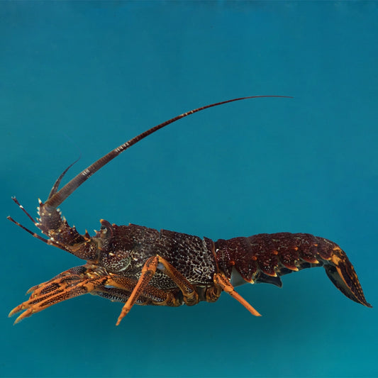 Southern Australia Lobster 南澳龙
