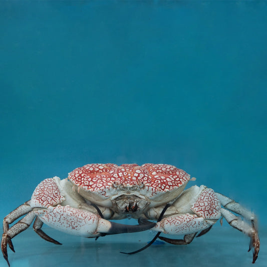 Tasmanian Crab 帝皇蟹
