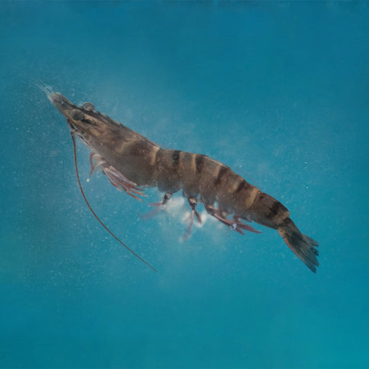 Tiger Prawns 虎虾