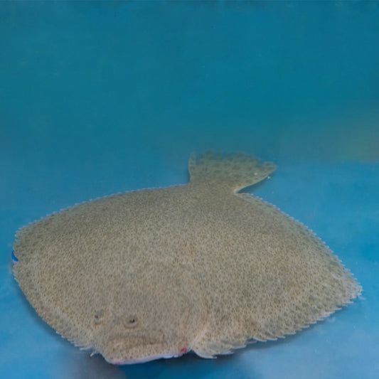 Turbot Fish 多宝鱼