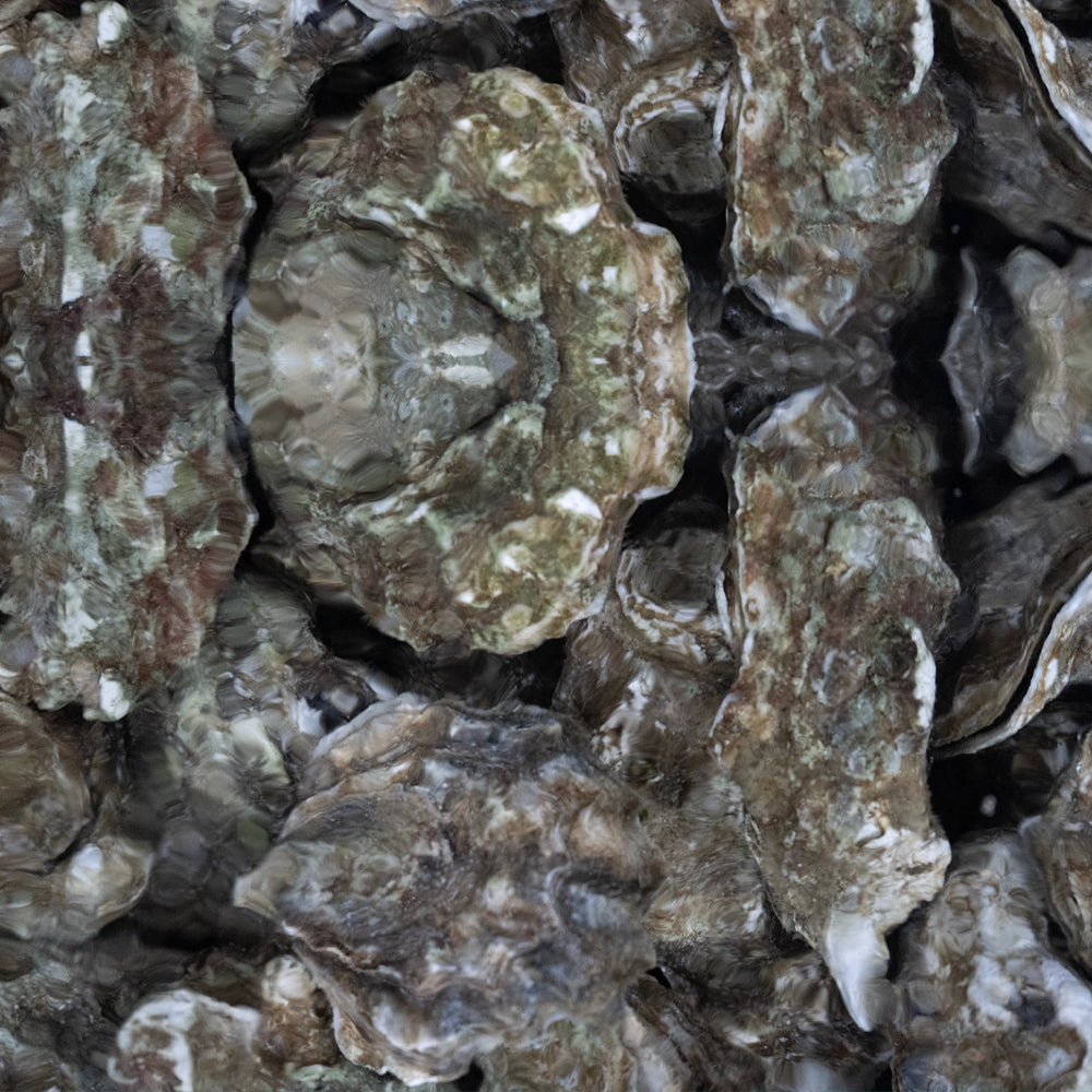 USA Premium Oyster 顶级美国生蚝