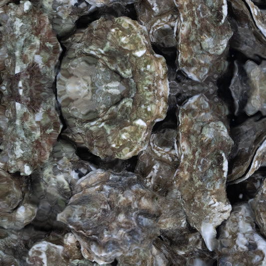 USA Premium Oyster 顶级美国生蚝