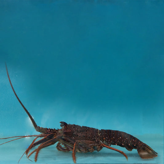 Western Australia Lobster 西澳龙虾